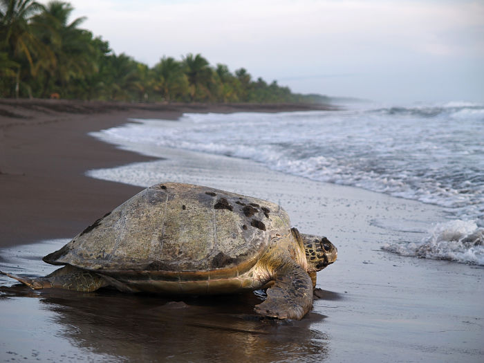 Tortuga regresando al mar en Tortuguero Tortuga regresando al mar en Tortuguero