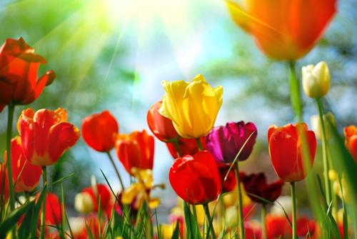 Llegó la ansiada Primavera
