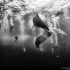 foto ballena