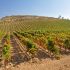 viñas