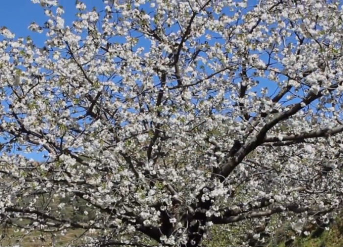 Disfruta paisaje primaveral del Valle del Jerte, donde nace la cereza
