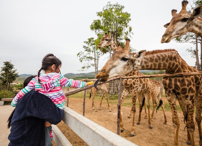 Recorre el mundo a través de los Zoológicos más alucinantes