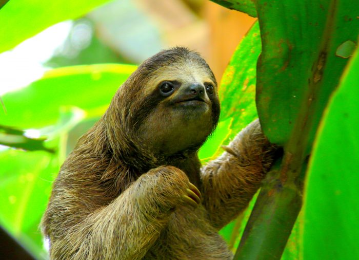 7 visitas imprescindibles en Costa Rica