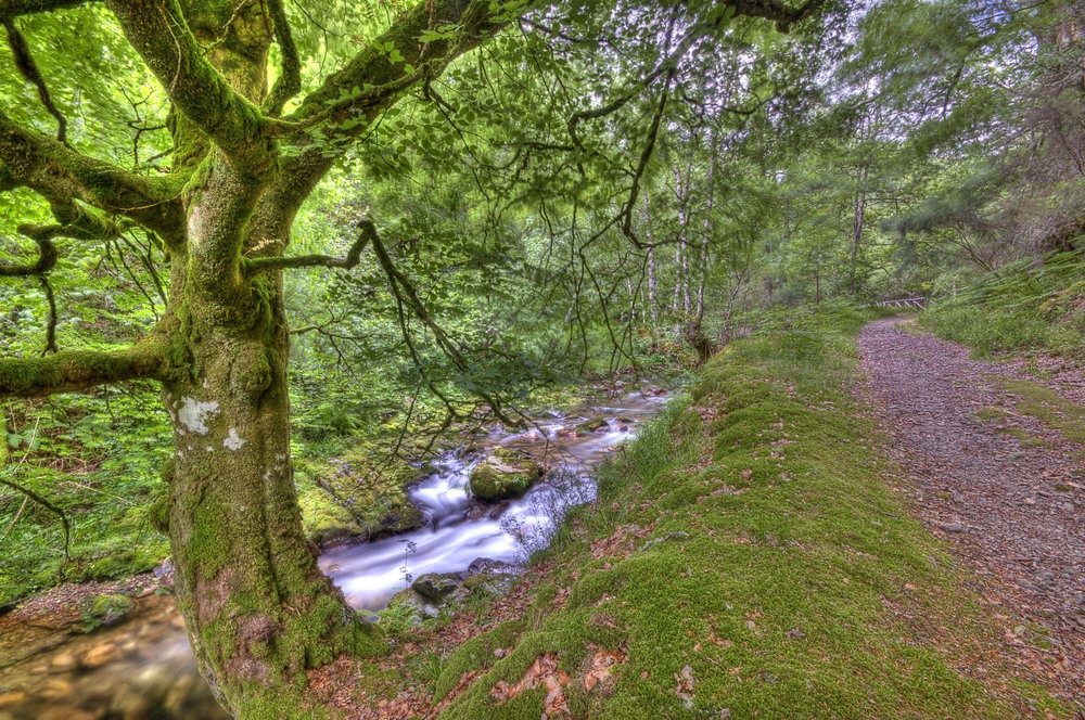 Bosque Muniellos Bosque Muniellos