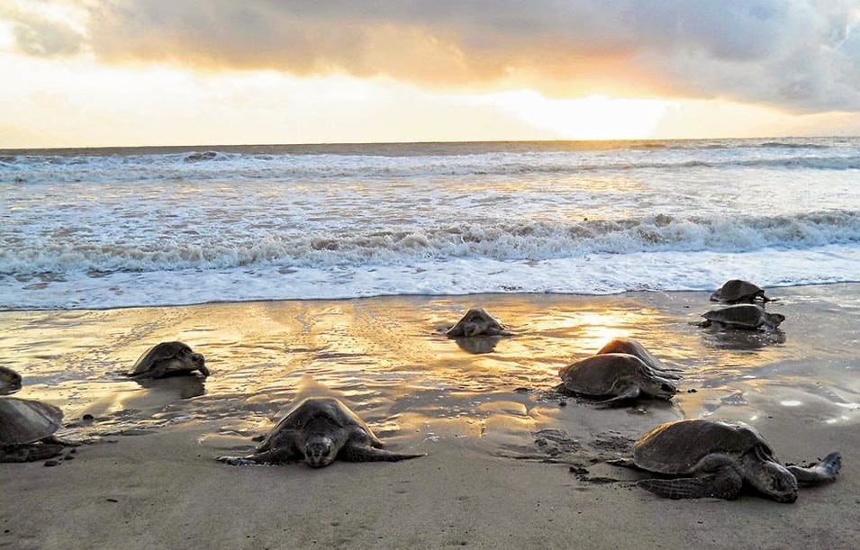 Desove de las tortugas en el Parque Nacional de Tortuguero Desove de las tortugas en el Parque Nacional de Tortuguero
