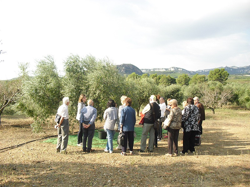 Ruta explicativa por los olivares de Jaén Ruta explicativa por los olivares de Jaén