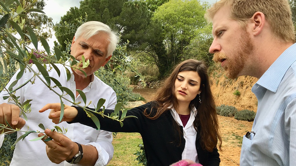 Conociendo diferentes tipos de olivos Conociendo diferentes tipos de olivos