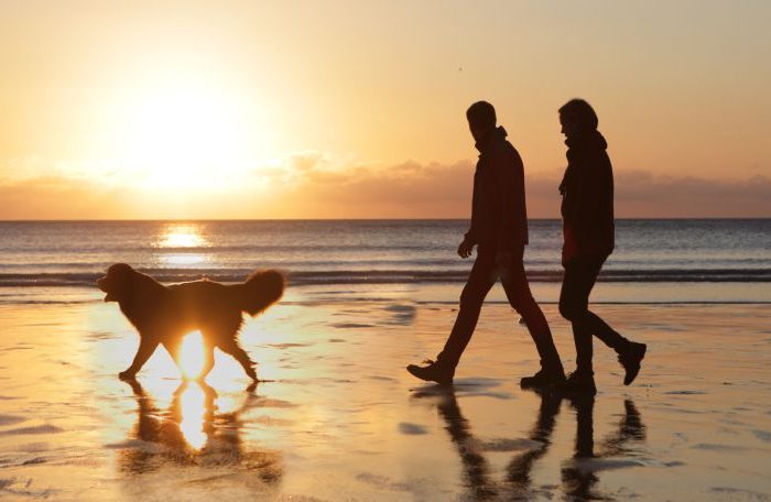 Descubre los mejores lugares para viajar con tu mascota