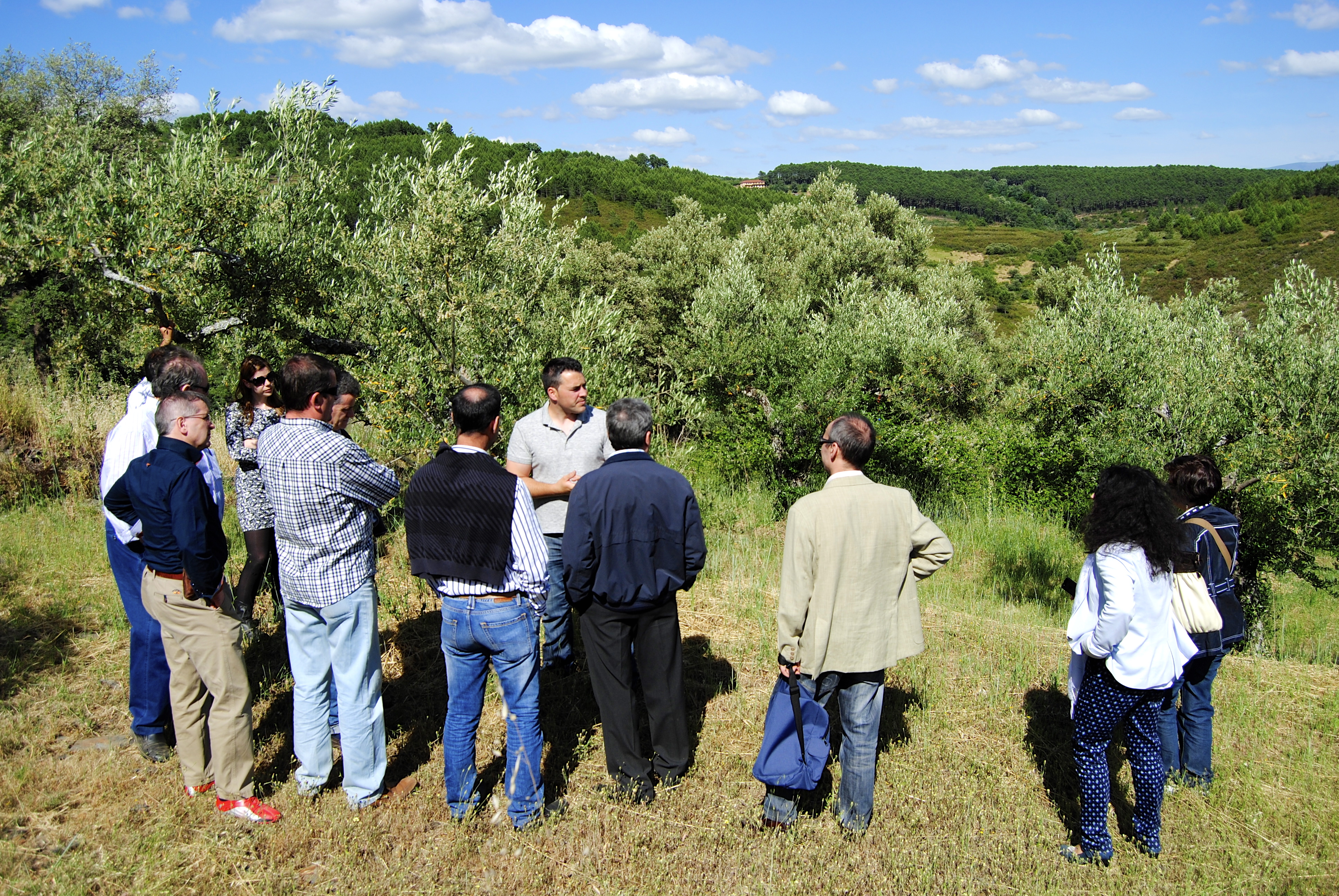 Visita guiada a un olivar