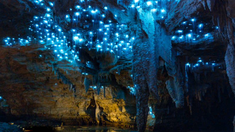 Waitomo Glowworms