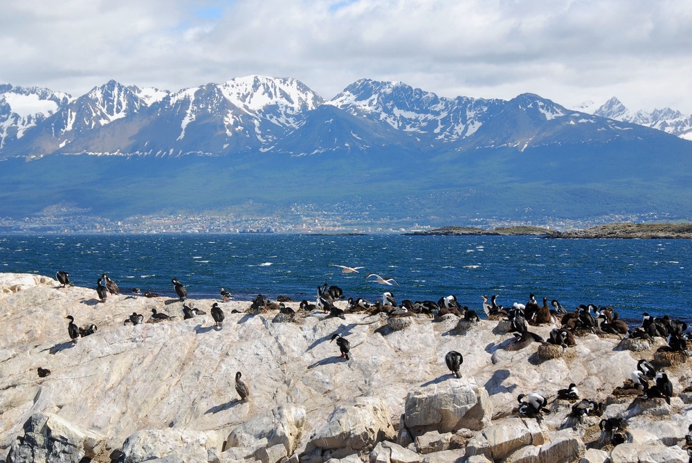 Salvajes pinguinos en Ushuaia