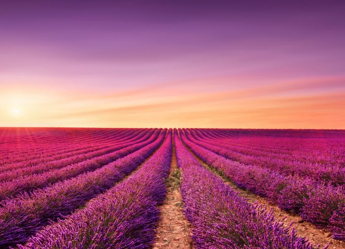 La romántica ruta de la lavanda en Provenza. ¡Feliz San Valentín!