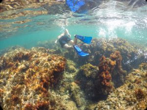 Excursión de Snorkel