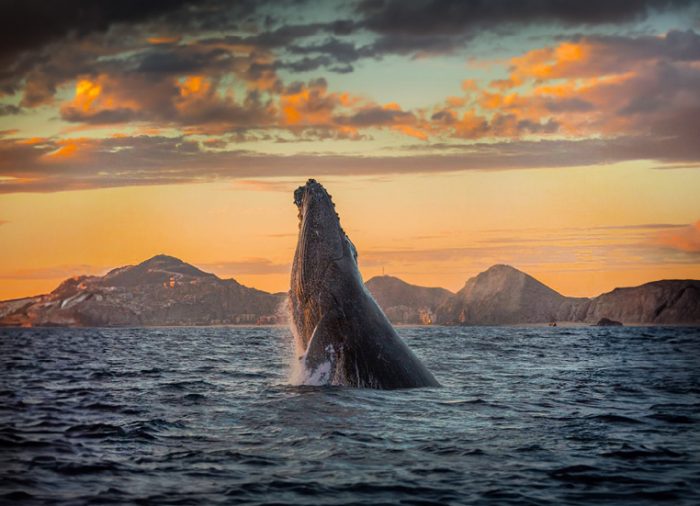 Descubre el destino más irresistible de Baja California Sur: Los Cabos