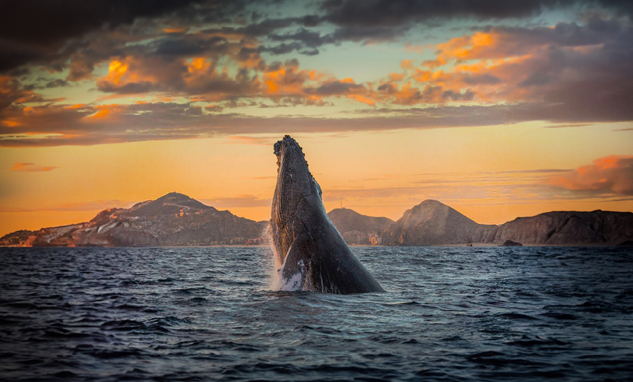 Descubre el destino más irresistible de Baja California Sur: Los Cabos