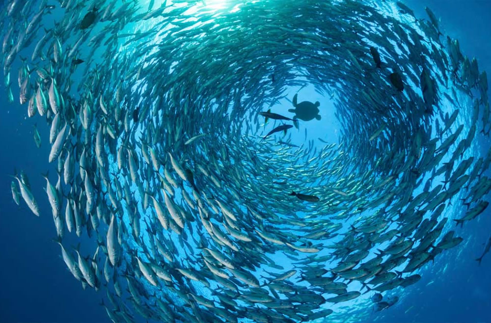 Proteger los hábitats oceánicos