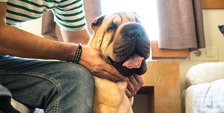 Camarote Pet Friendly