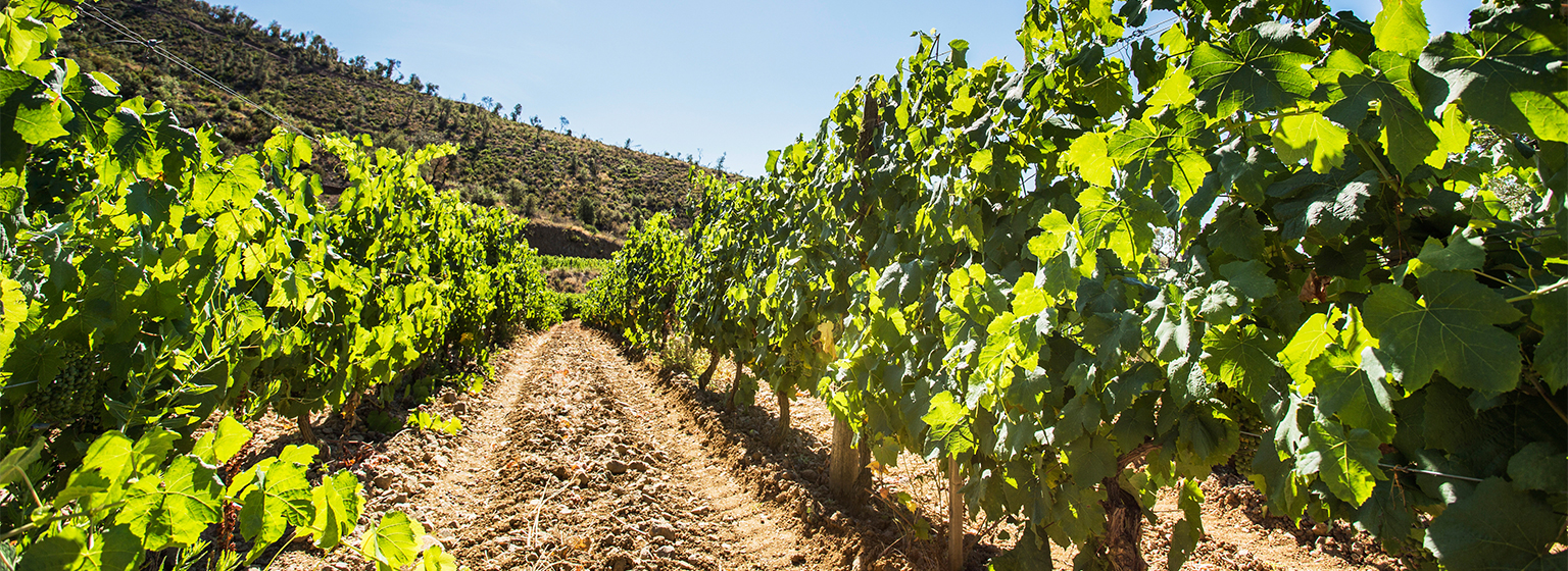 Viñedos de Costa Brava Viñedos de Costa Brava