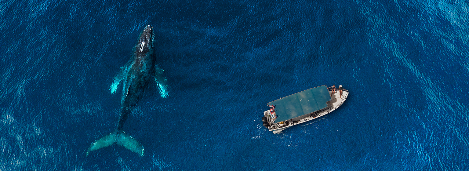 Ballena jorobada Ballena jorobada