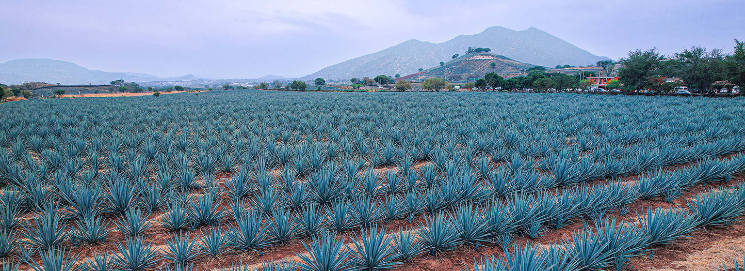 Tierras de agave en Tequila Tierras de agave en Tequila
