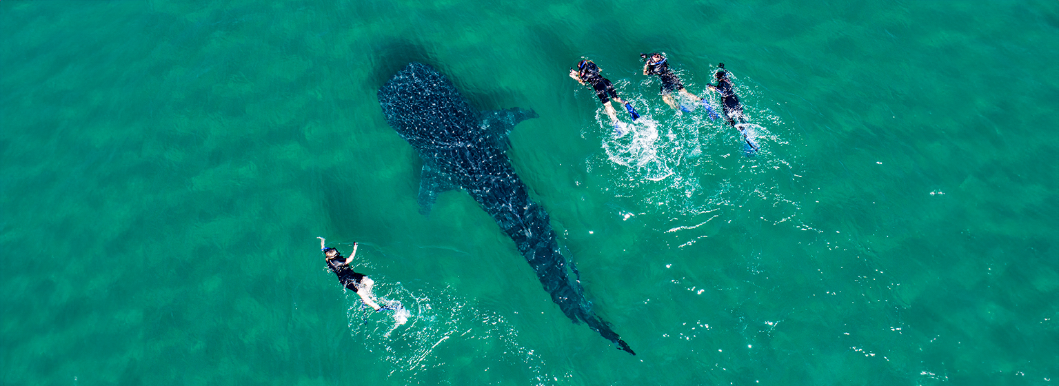 Avistamiento marino en Baja California Sur