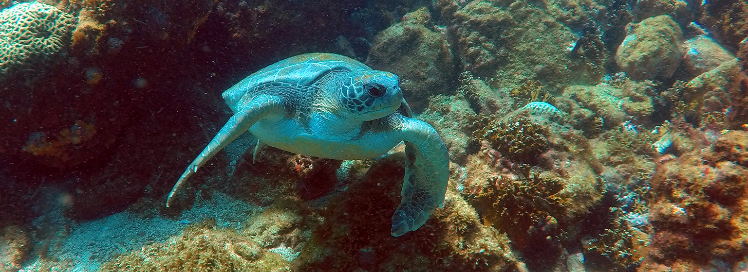 Vida marina en Ilhabela