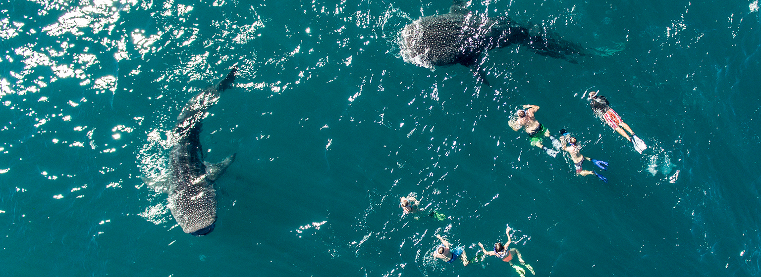 Avistamientos marinos (cetáceos) en La Paz