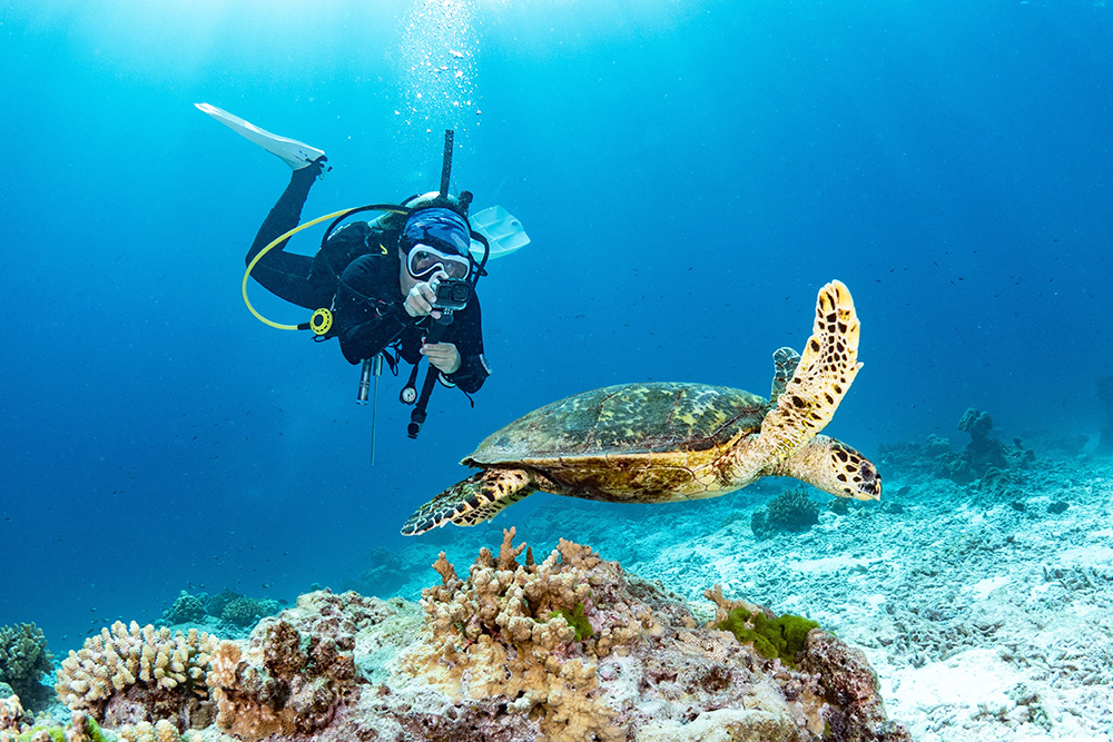 Buceo en Tailandia. Avistamiento de torturas en Tailandia. Viajar a Tailandia en 2025.