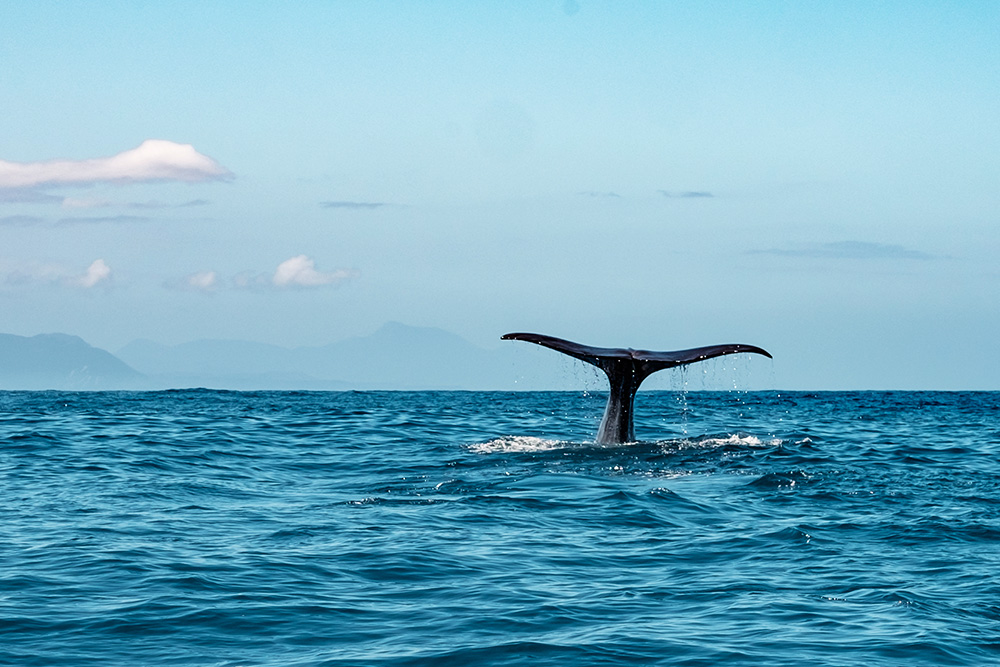 Avistamiento de ballenas en Nueva Zelanda en febrero