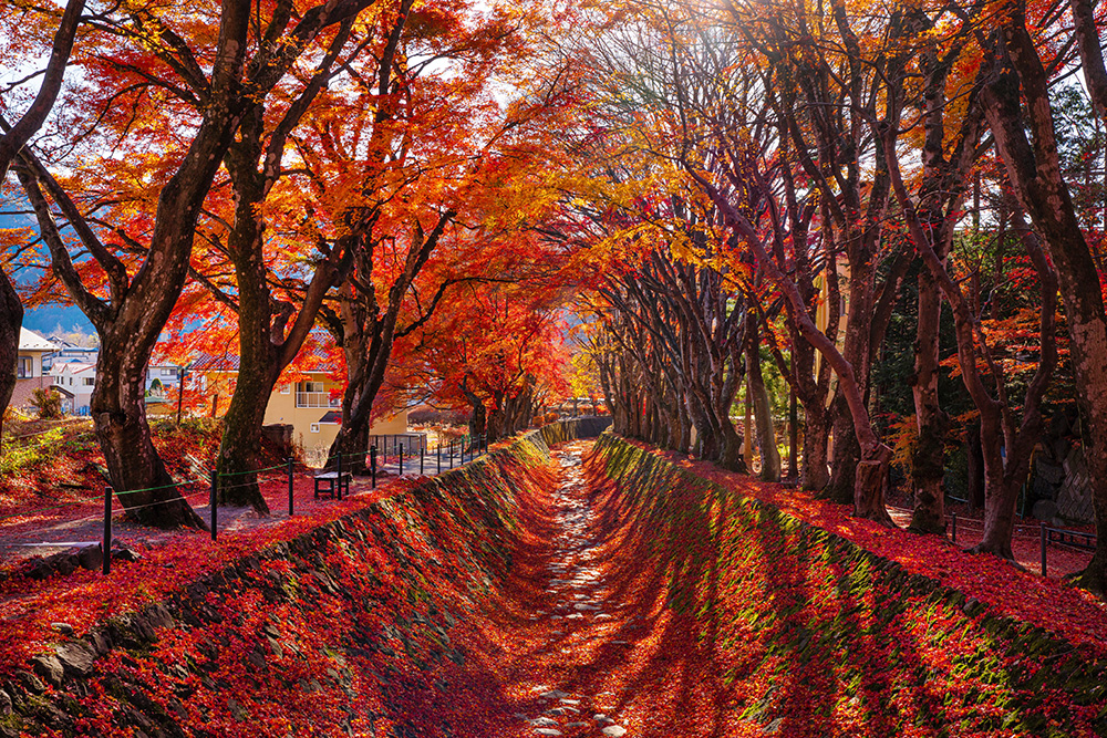 Momiji, el cambio de color de las hojas en otoño a naranja y marrón