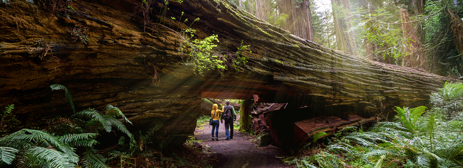 Redwood National Park - California