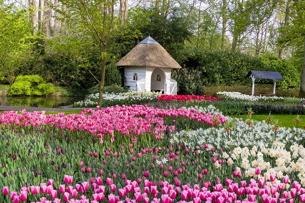 Campo de tulipanes junto a un pequeño lago. Al fondo un frondoso bosque con un pequeño mirador en madera blanca. 