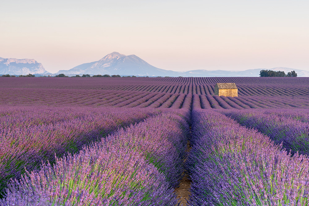 Extenso campo de lavanda con una pequeña casita en el medio. Se vislumbran las cumbres montañosas al fondo.