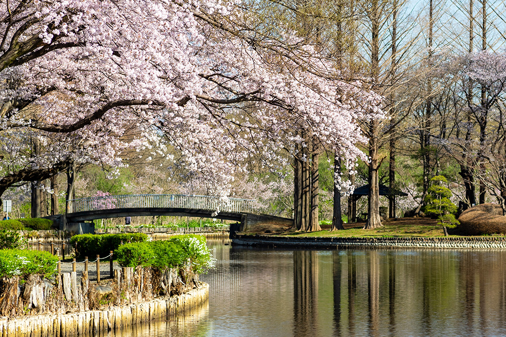 Rio que cruza el parque. Al fondo se ve un puente cubierto con un almendro en flor.