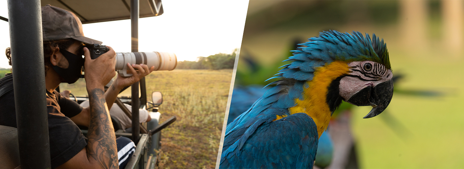 Safari fotográfico