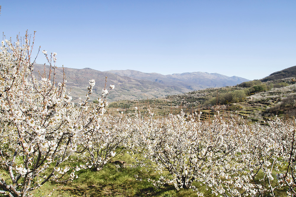 Valle entre los montes de Cáceres. Se muestra un valle verde con varios almendros con sus flores blancas.