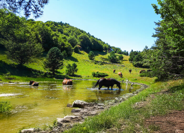 Descubre la magia natural de los Pirineos catalanes