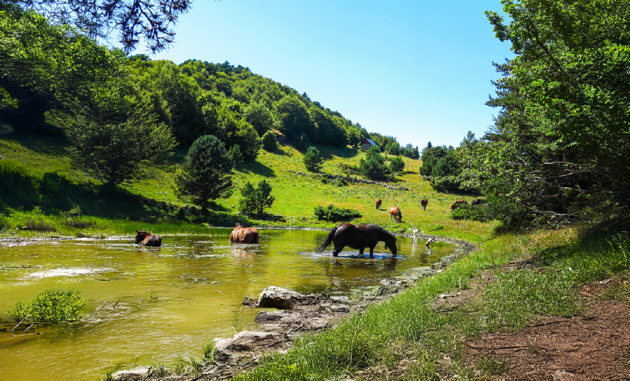 Descubre la magia natural de los Pirineos catalanes