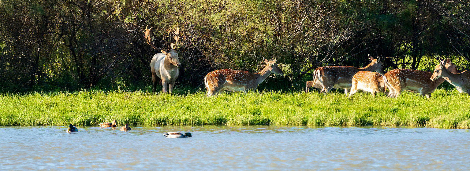 Parque Natural dels Aiguamolls de l’Empordà