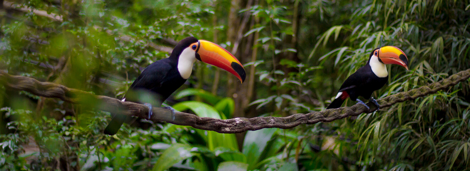 Parque de las aves en Foz do Iguaçu