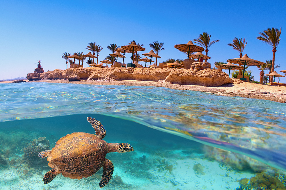 Primer plano de una tortuga nadando en un mar turquesa. Al fondo una playa con rocas, palmeras y sombrillas de paja