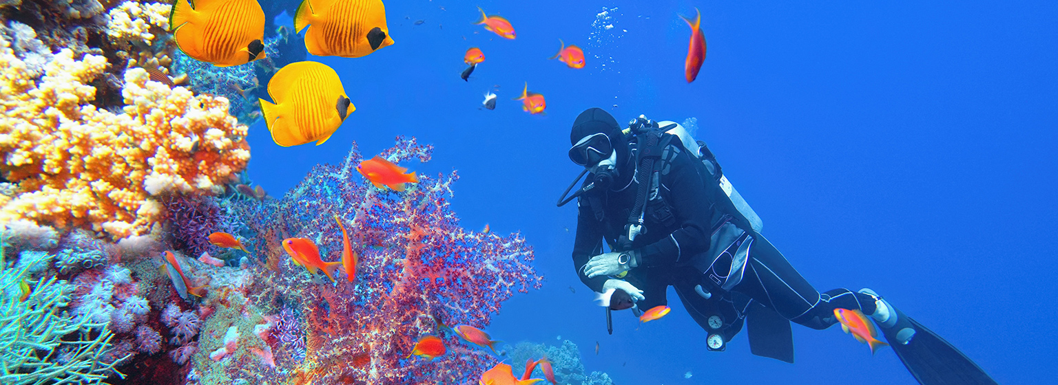 Buceo en Sharm El Sheikh