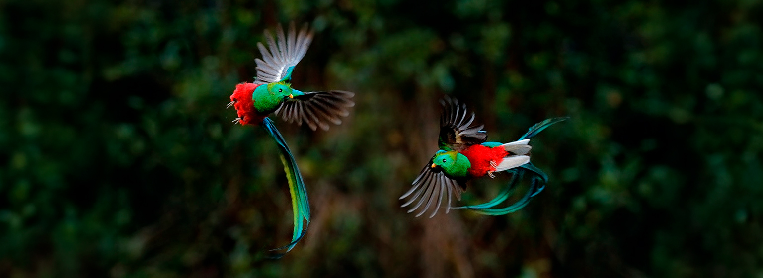 Quetzal resplandeciente, una de las aves más emblemáticas del país.